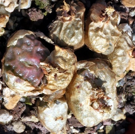 Conophytum angelicae (Dinter et Schwantes) N. E. Brown subsp. tetragonum Rawe et S. A. Hammer